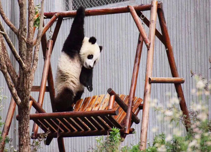 oso panda